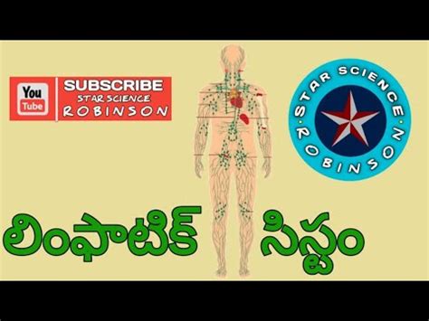 lymph nodes meaning in telugu